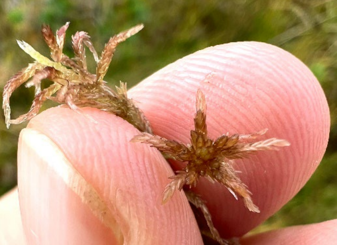 Sphagnum venustum